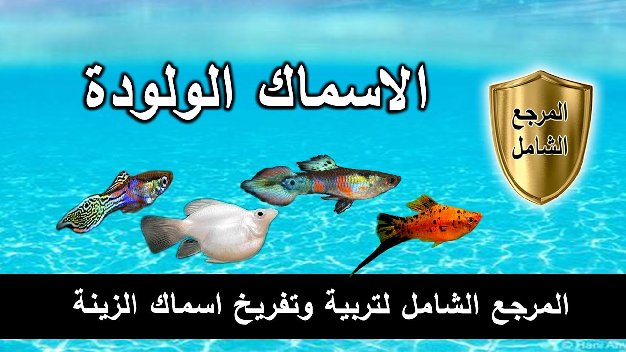 الاسماك الولودة ( الجوبي - المولي - السوردتيل - البلاتي ) من الصفر الي التفريخ | ايجي فيش
