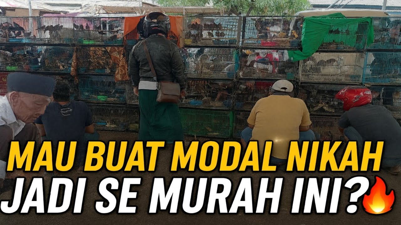 MAU BUAT MODAL NIKAH ‼️JADI SE MURAH INI HARGA BURUNG OMBYOKAN DI PASAR PRAMUKA 