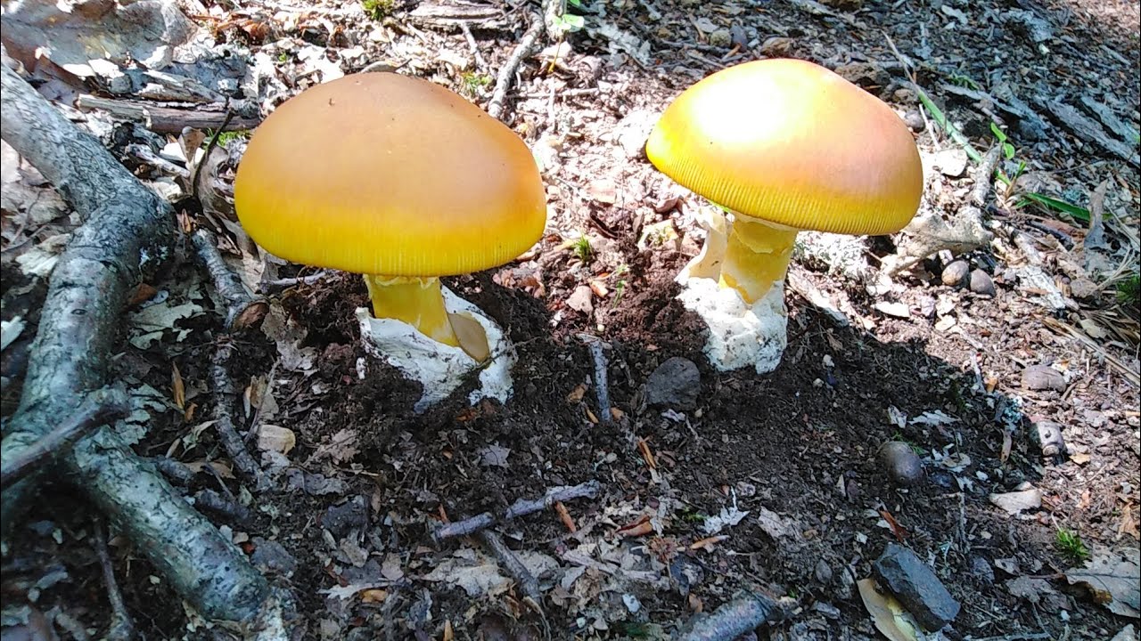 Blagva, Amanita Caesarea, Tihi lov epizoda 2.
