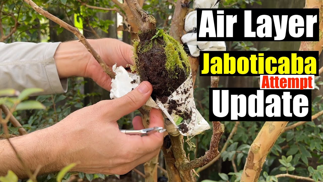 Checking Air Layer Attempt on Jaboticaba - Sealed for 1 Year