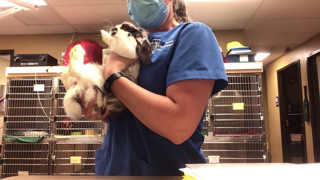 How to handle your pet rabbit!