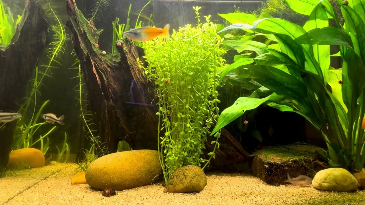 Regenbogen Fisch Aquarium 4K