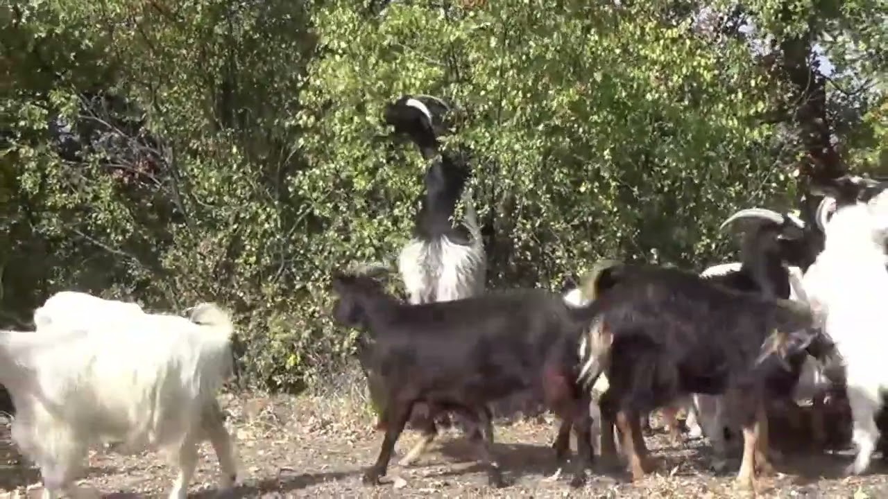 Bulgarije herder met honden en kudde geiten