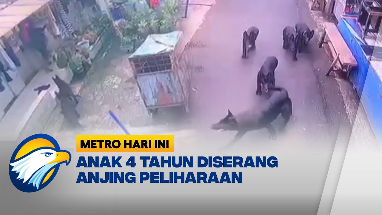 Anak 4 Tahun Diserang Anjing di BandungPemilik Bertanggung Jawab atas Pengobatan  - [Metro Hari Ini]