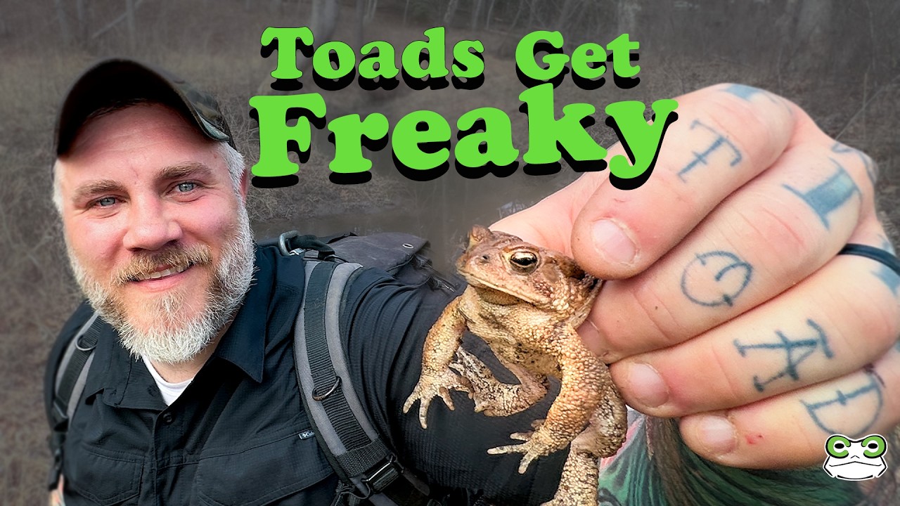 American Toad Breeding Explosion | The First Sign of Spring
