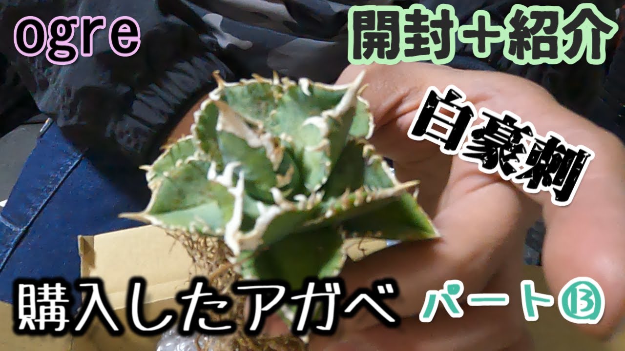 【アガベ】購入したアガベの紹介⑬＋発根管理状況#アガベ #コーデックス #観葉植物