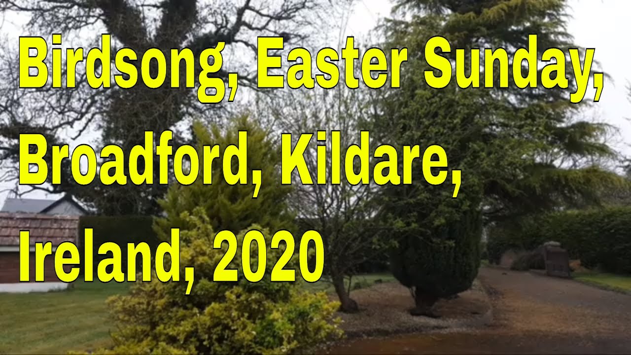 Birdsong, Easter Sunday, Broadford, Kildare, Ireland (Live Stream)