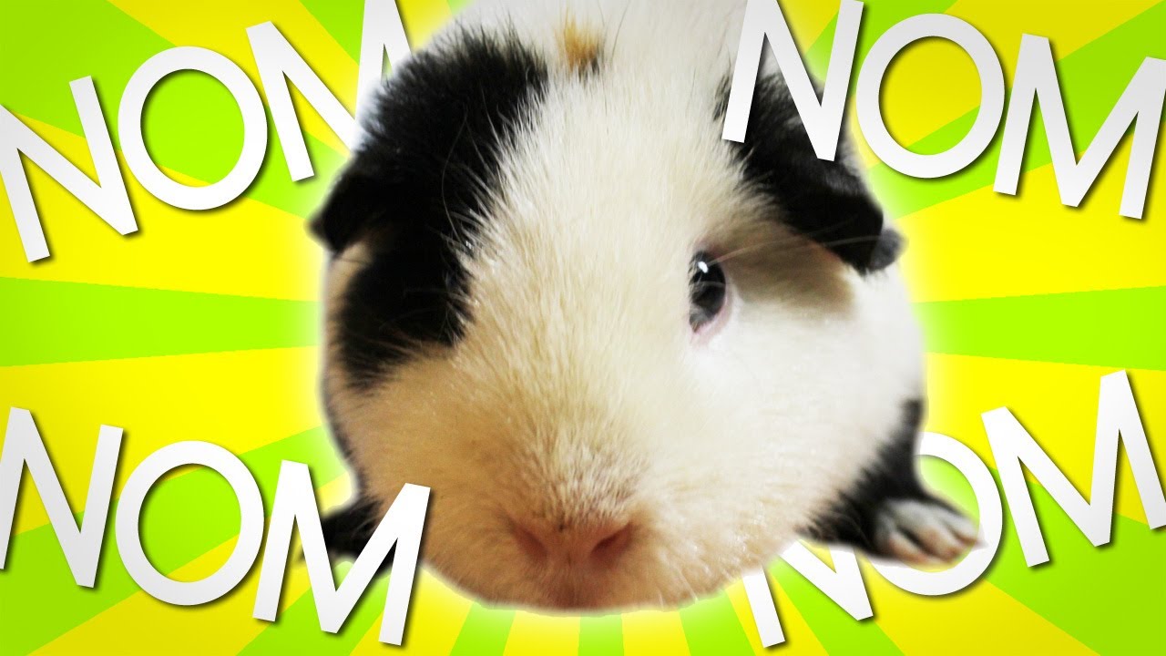 PANDA macht Nom Nom Nom Nom... | Die Meeries