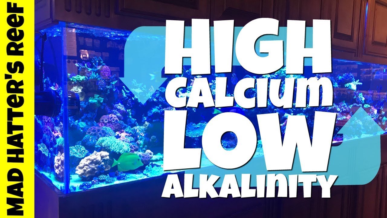 How to Fix High Calcium and Low Alkalinity