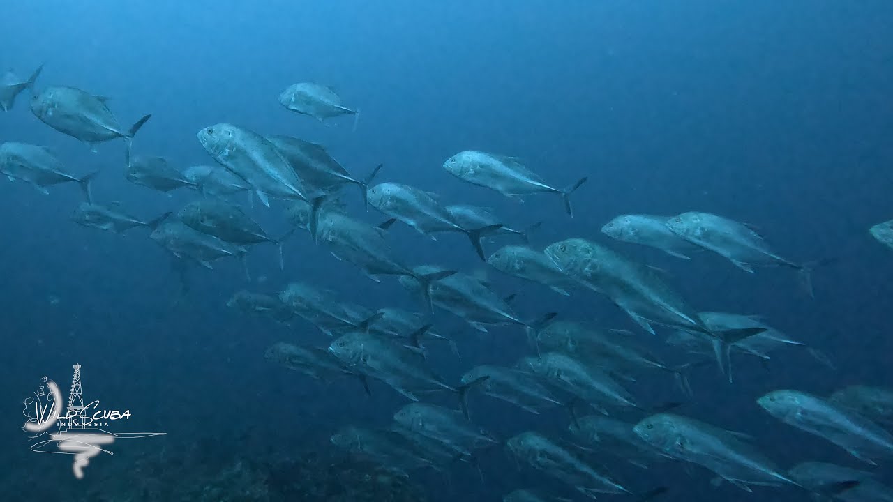 Another great day of diving in Belongas