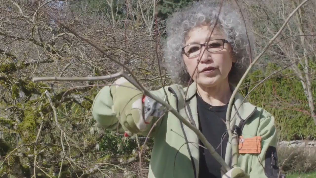 Pruning 101 with OSU Master Gardeners