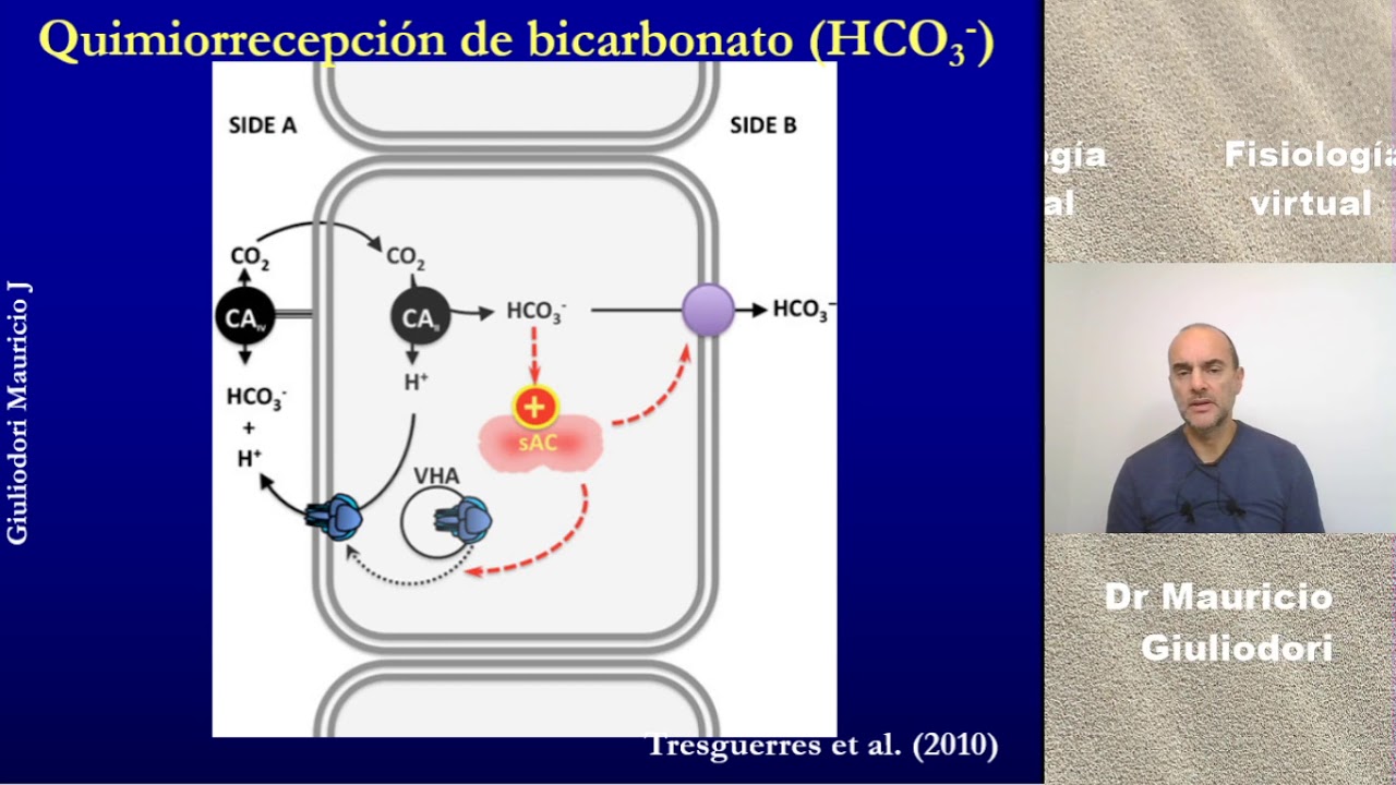 Fisiología renal: regulación del equilibrio ácido – base o pH rápido, simple y fácil en 5 minutos