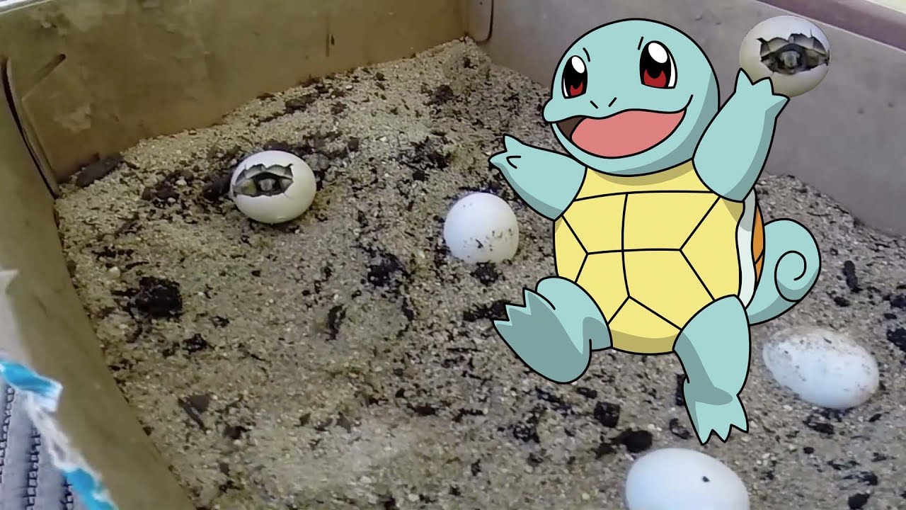 Baby turtle born - nascita tartaruga di terra