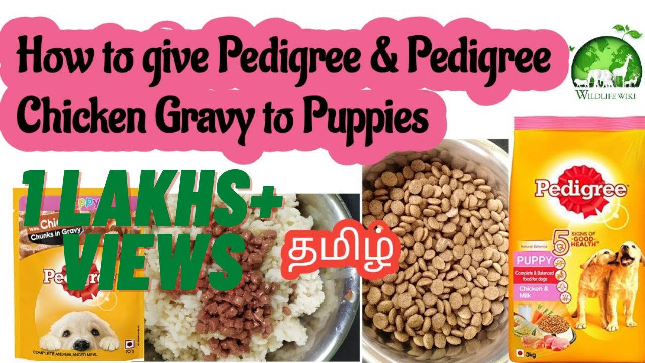 How to give pedigree dog food to puppy in tamil| Pedigree Chicken chunks Gravy to puppies| Dog food