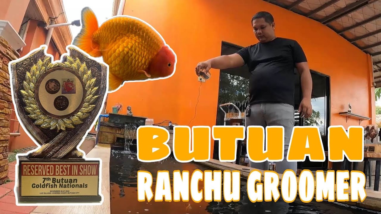 EP198. BUTUAN RANCHU GROOMER VAN LIBRES | GOLDFISH ADVENTURE