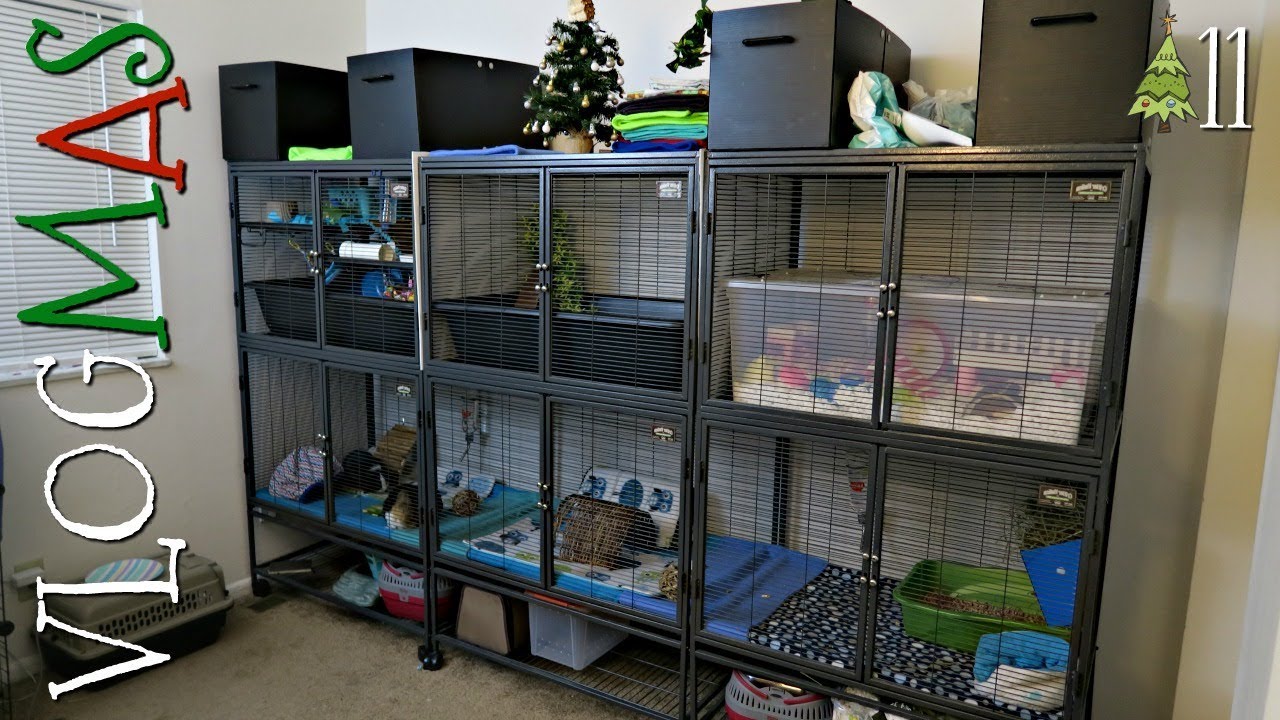 Setting Up A Triple Wide Critter Nation (VLOGMAS #11)