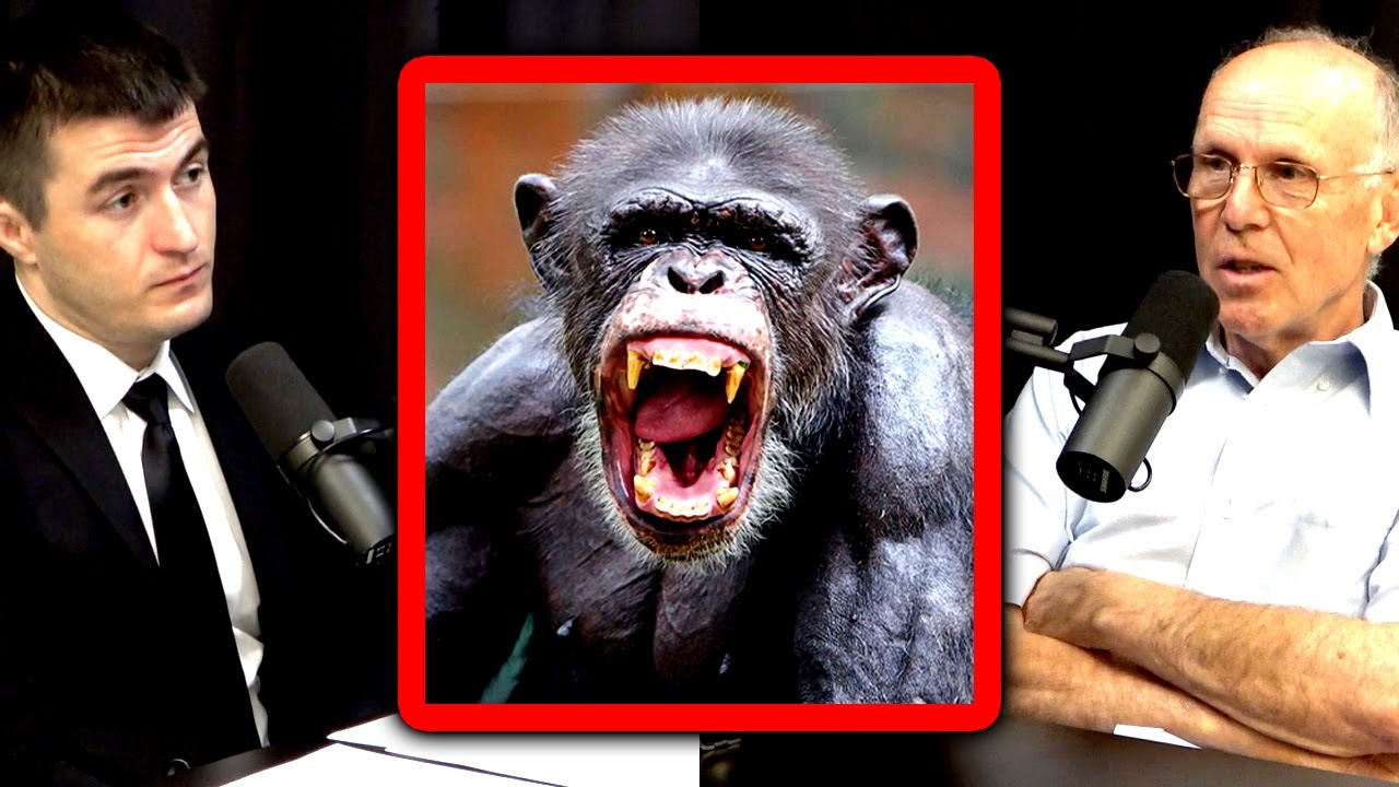 Humans vs Chimps: Who is more violent? | Richard Wrangham and Lex Fridman