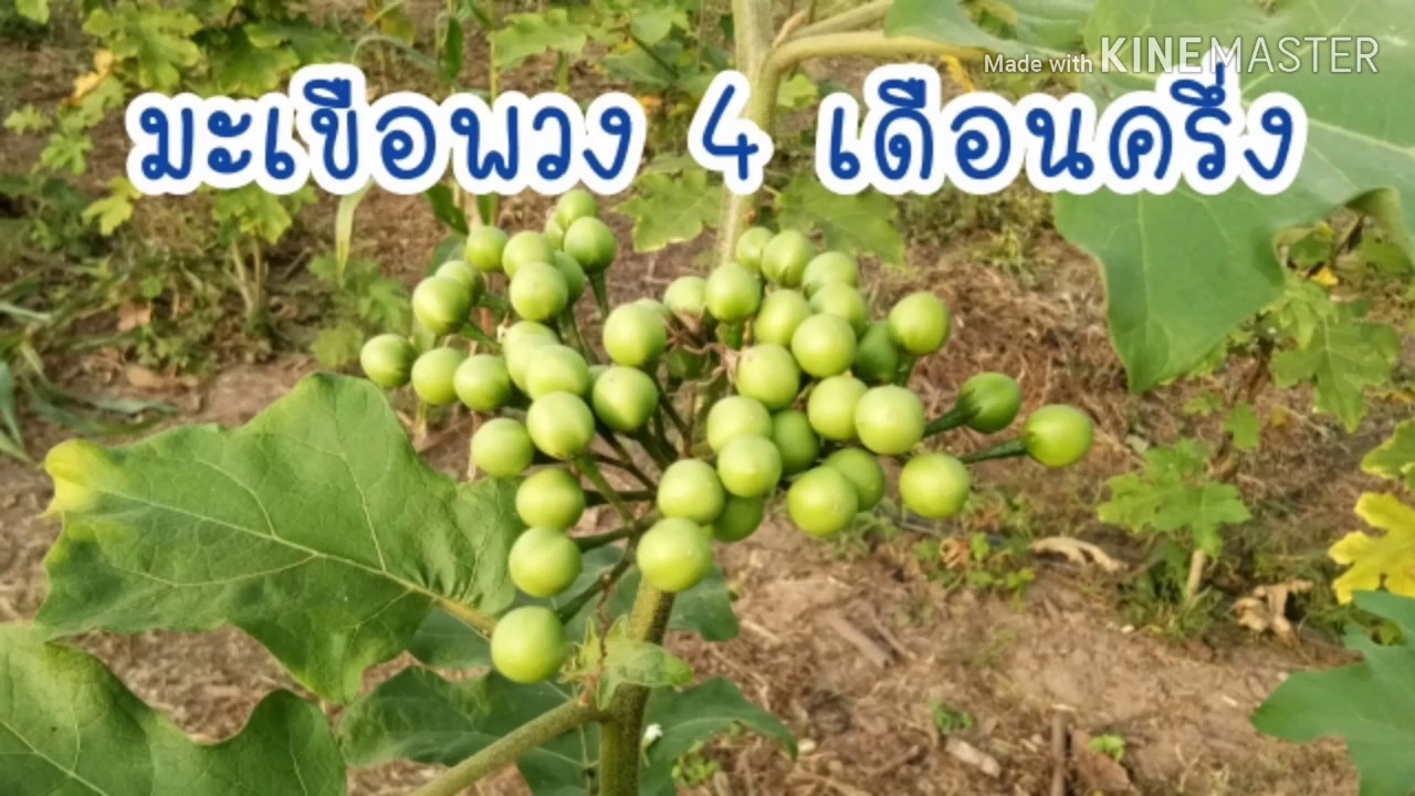 มะเขือพวง 4 เดือนครึ่ง