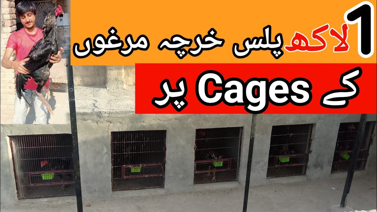 New Aseel Cages 🥳🥰 alhamdulillah