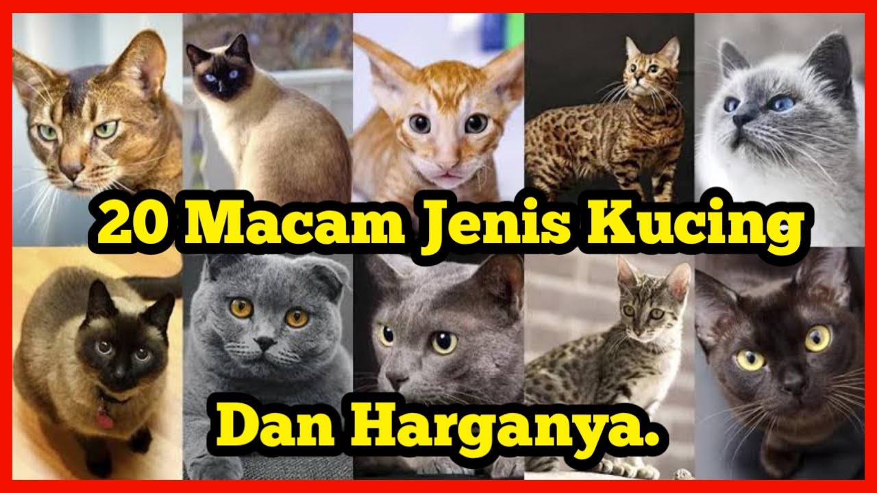 20 macam jenis ras kucing beserta Harganya