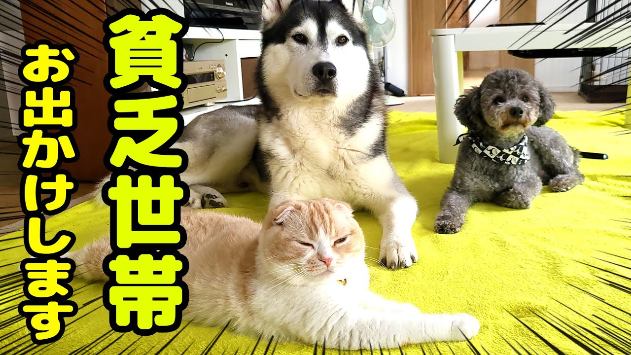 犬と猫の田舎の貧乏世帯が月イチのお出かけします...