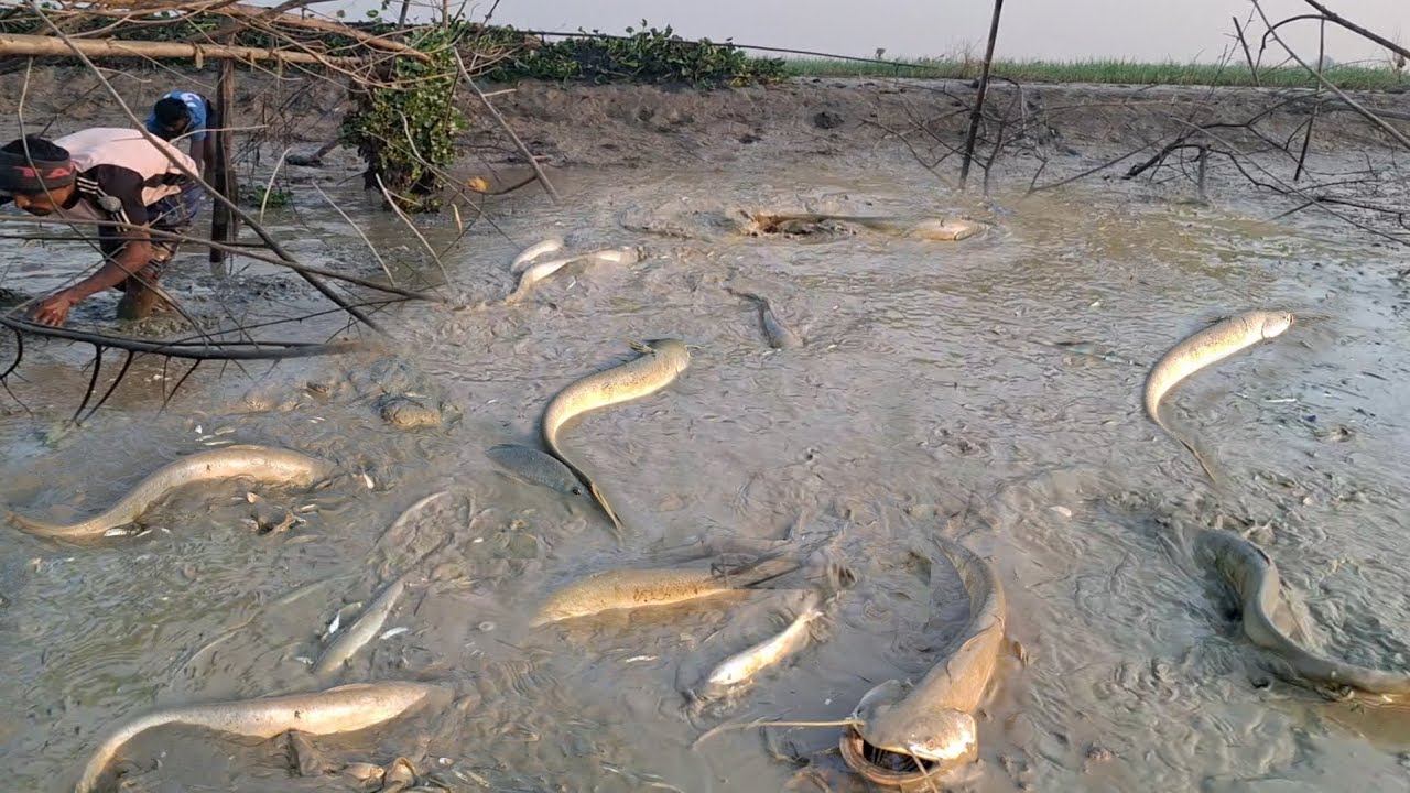 হাকালুকি হাওরে হাতকোরি বিলে সিচে ধরা হচ্ছে বড় বড় সাইজের বোয়াল শোল গজার টেংরা মাছ।।#hakaluki TV