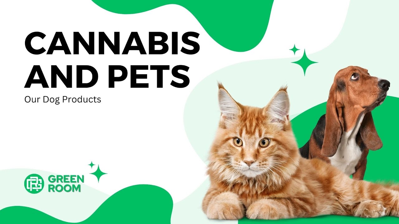 Cannabis and Pets - Our Dog Products