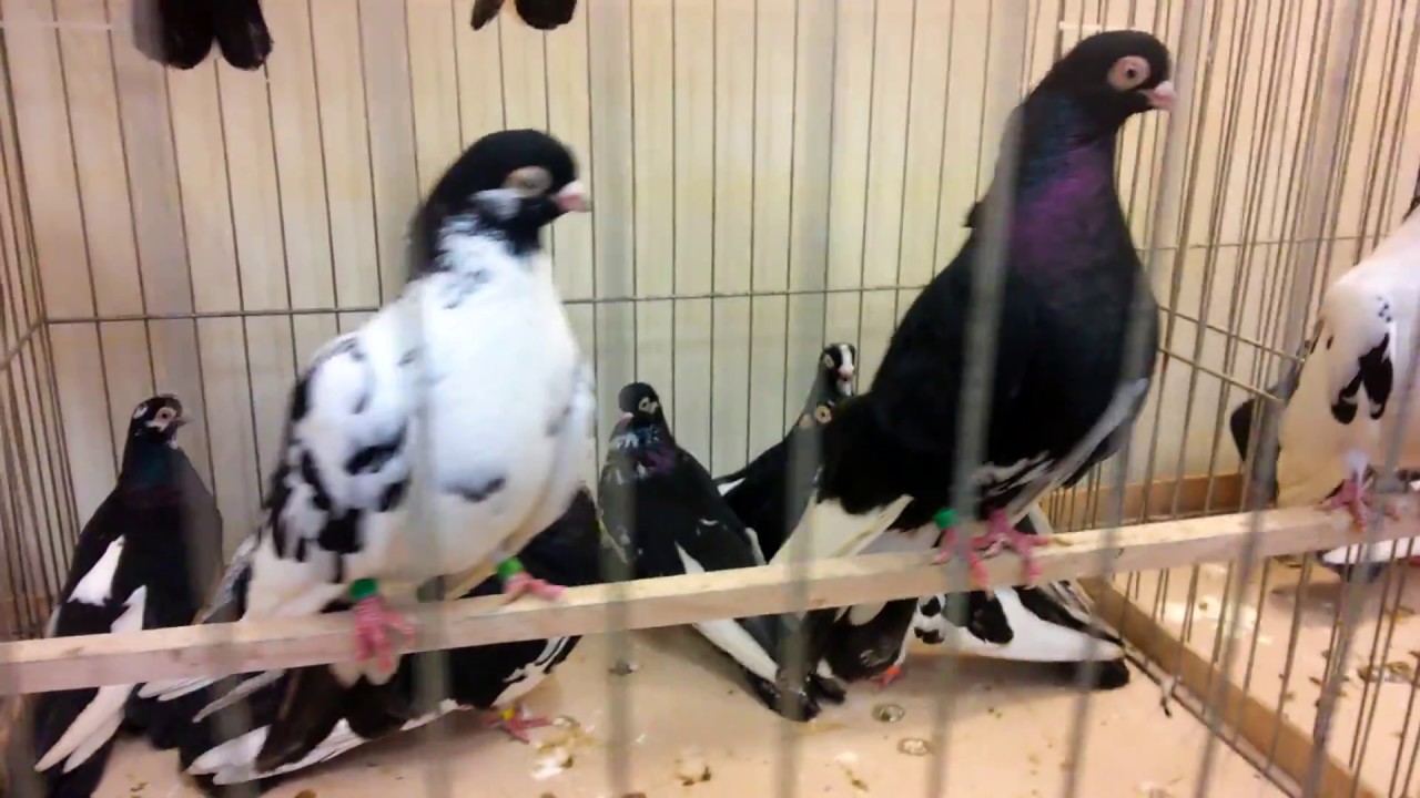 VIII Pokaz Gołębi Wysokolotnych. P-WKHGW 1