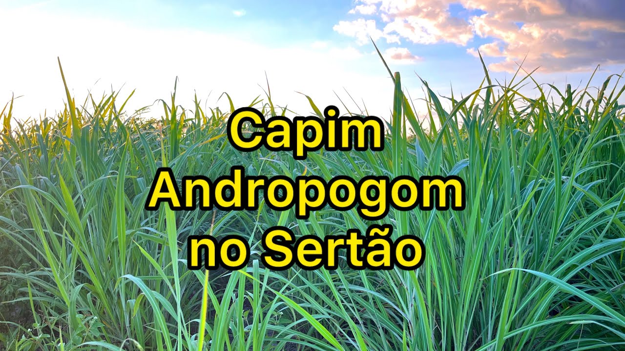 Capim Andropogom vigoroso após fortes trovoadas 🌱🌾🌵 #nordeste #capim #nordeste