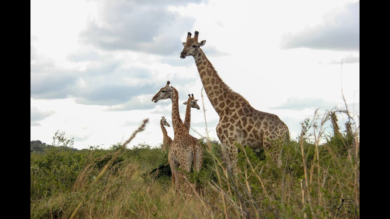 All Jungle Animals in One Forest | Real Wildlife Nature Video 