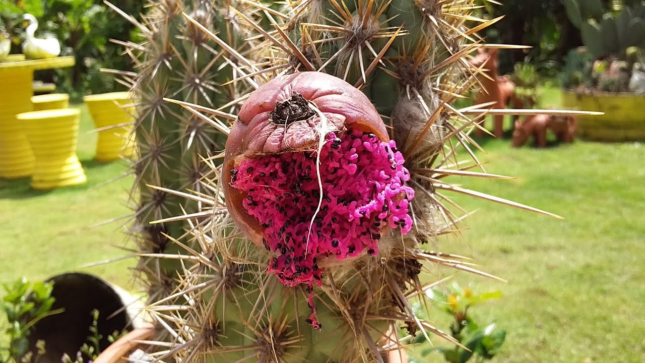 o que fazer para o cacto colocar semente #cactos  #sementes