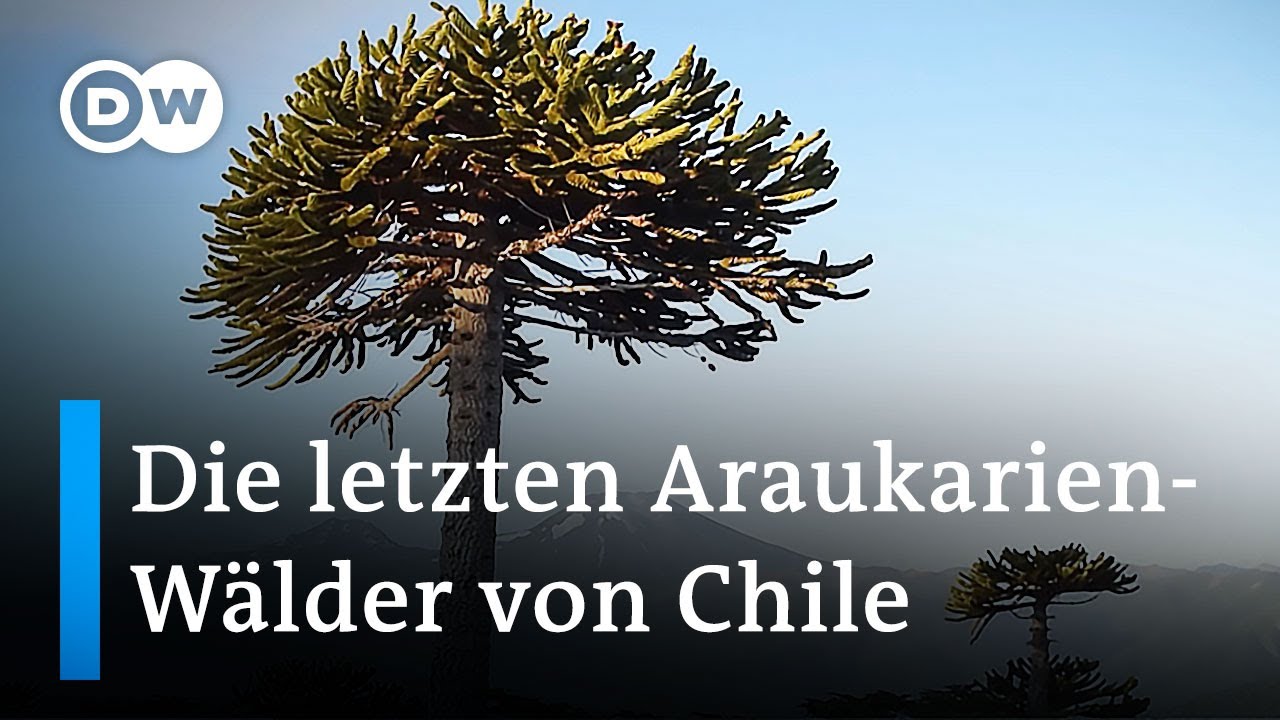 Chile: Indigene sch&uuml;tzen die letzten Araukarien-W&auml;lder | Global Ideas