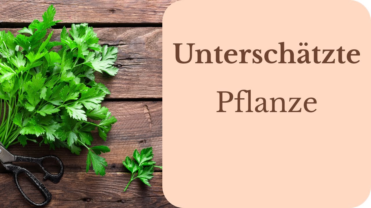 Petersilie – unterschätzt, aber wirkungsvoll