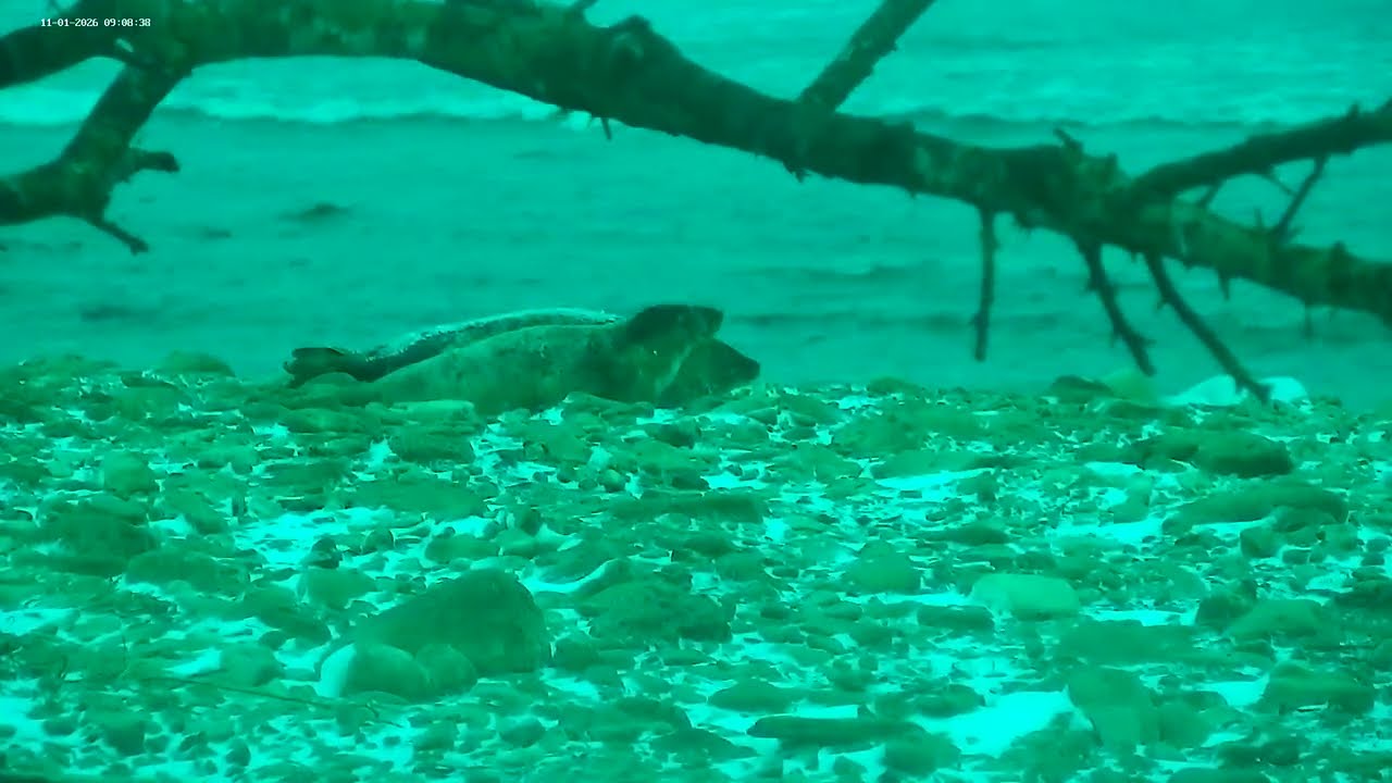 SealCam  2026-01-11 two Seals