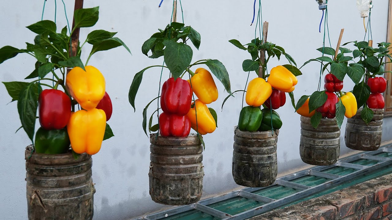 How to Grow Bell Peppers in Pots Right on the Terrace - Secret to Increasing Productivity
