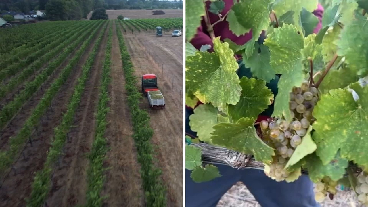 Livermore Valley grape harvest begins ahead of schedule due to warm weather