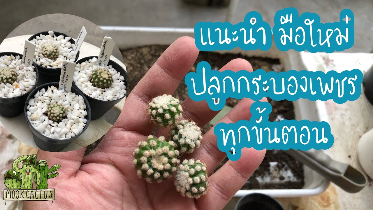 แนะนำ มือใหม่ สอนทุกขั้นตอน เด็ดหน่อ ปักชำ รดน้ำ กระบองเพชร | echinopsis subdenudata | MookCactus