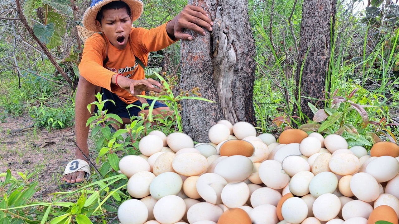 Top catching fish amazing! pick a lot of eggs on the hive under a tree pick by hand