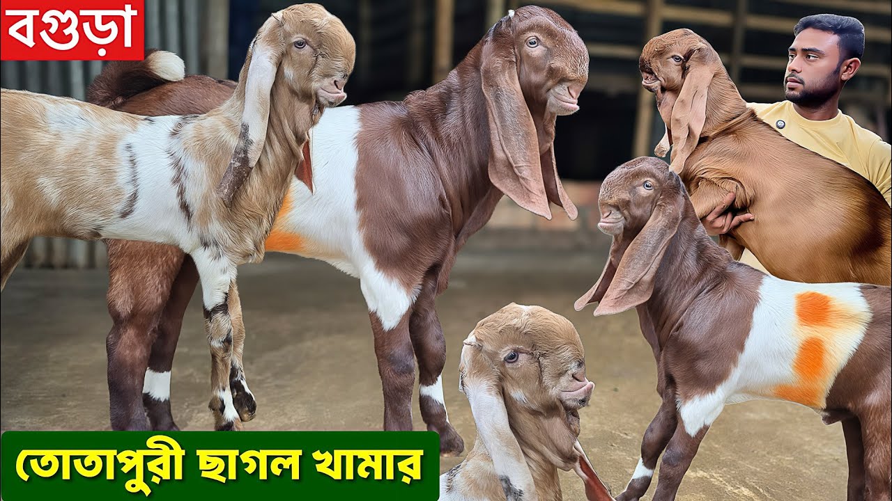 বগুড়া তোতাপুরী ছাগলের খামার মেয়ে বাচ্চা ও সেরা মানের পাঠা কিনুন Goat Farm 