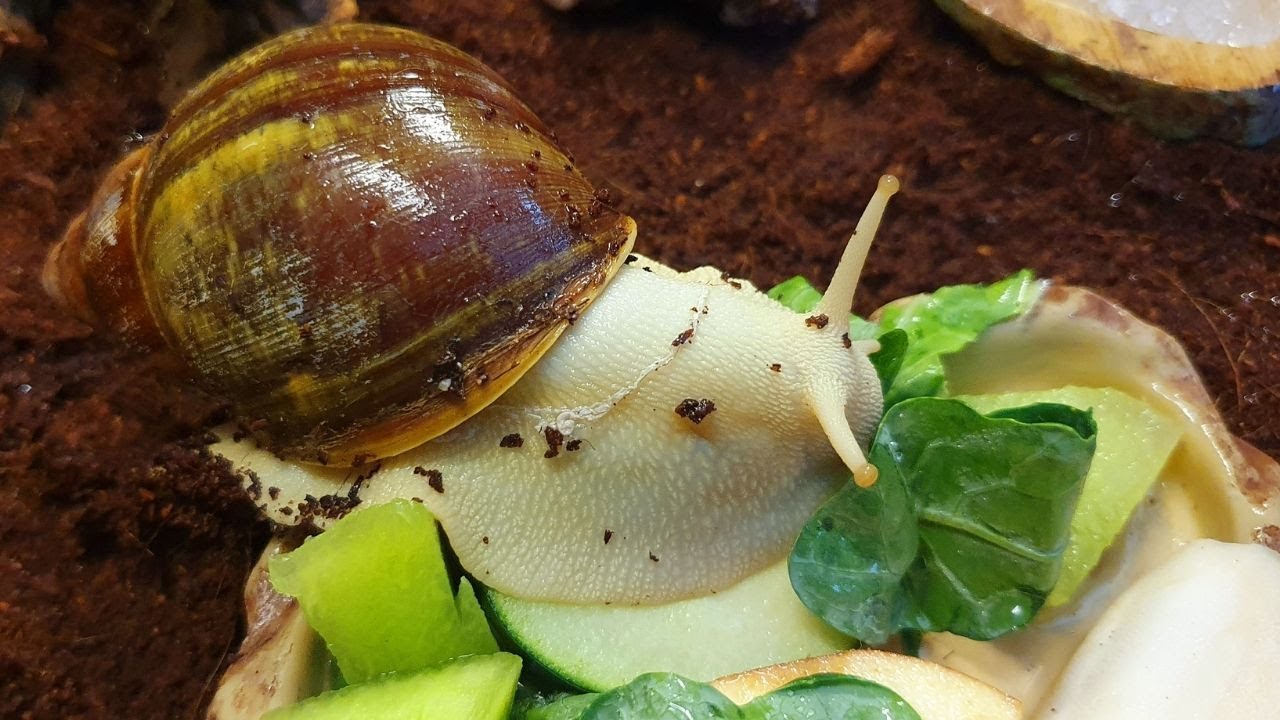 COMO MANTER UM CARACOL TERRESTRE GIGANTE AFRICANO !