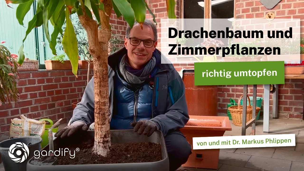 Drachenbaum, Dracaena und andere Zimmerpflanzen zum Winterende richtig umtopfen!