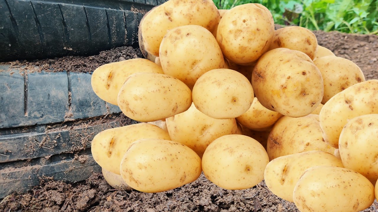comment Cultiver des Pommes de Terre dans des Pneus ! 🥔🌱 #PommesDeTerre