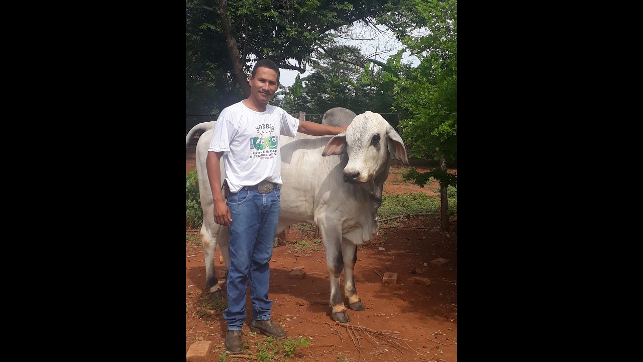Dia-a-dia na fazenda,