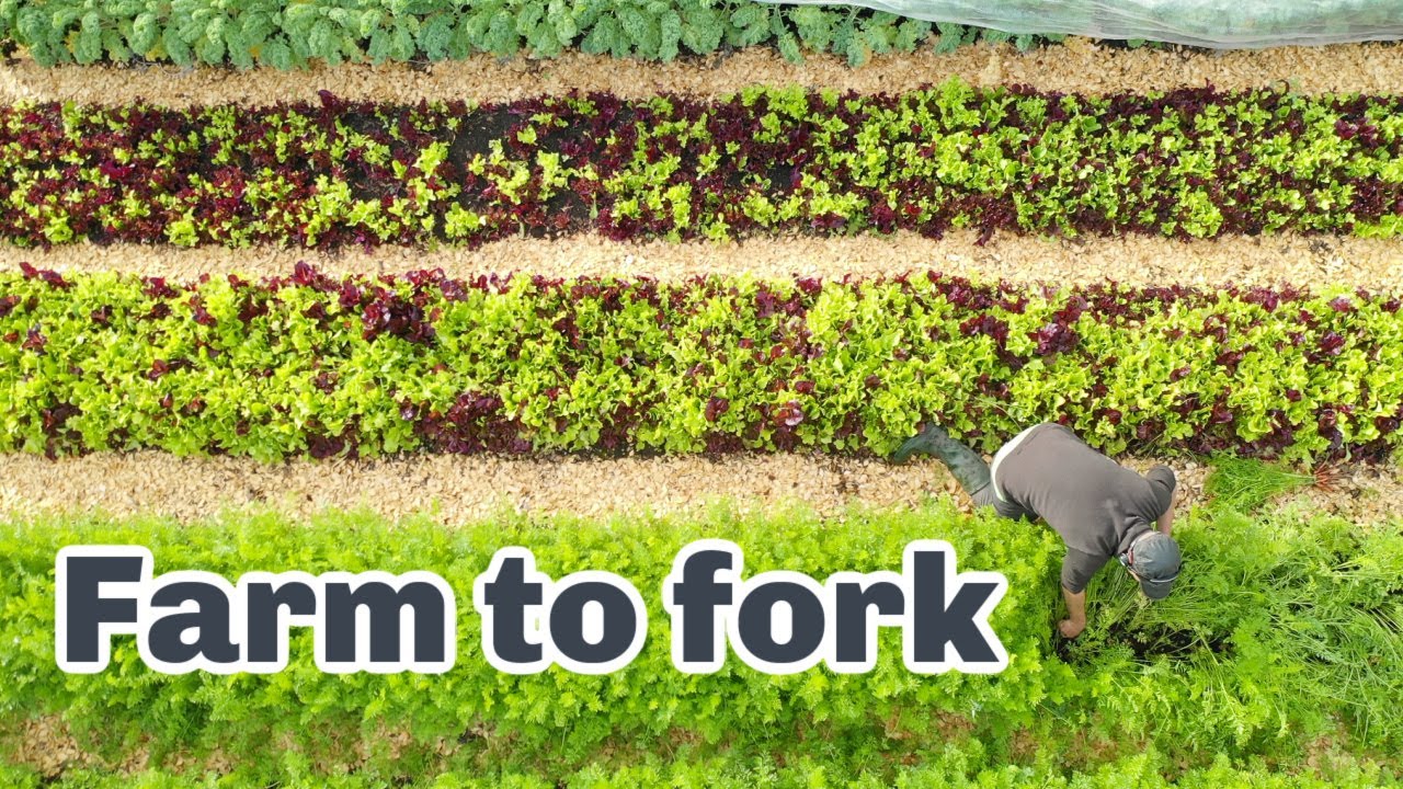 HOW REAL FOOD GETS FROM FARM TO FORK