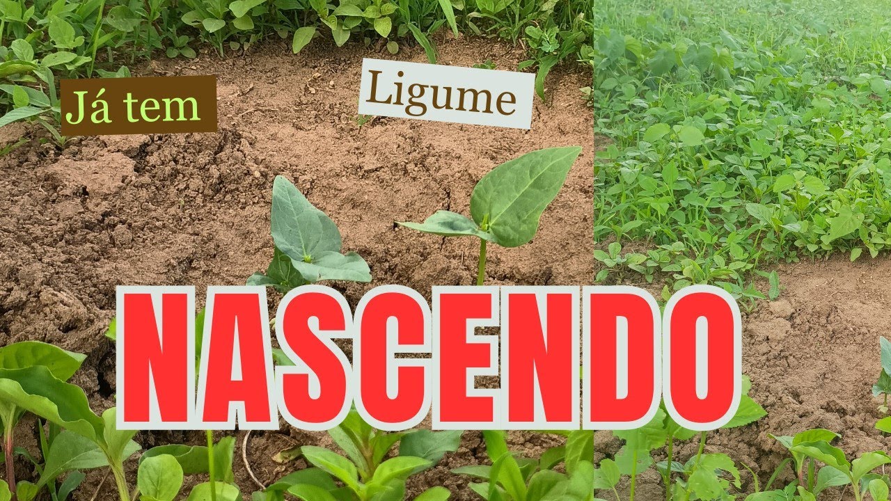 JA TEM FEIJÃO E MILHO NASCENDO 