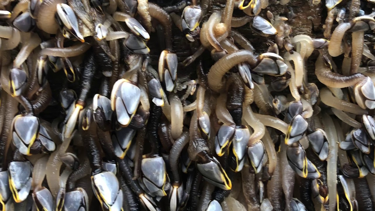Gooseneck Barnacles