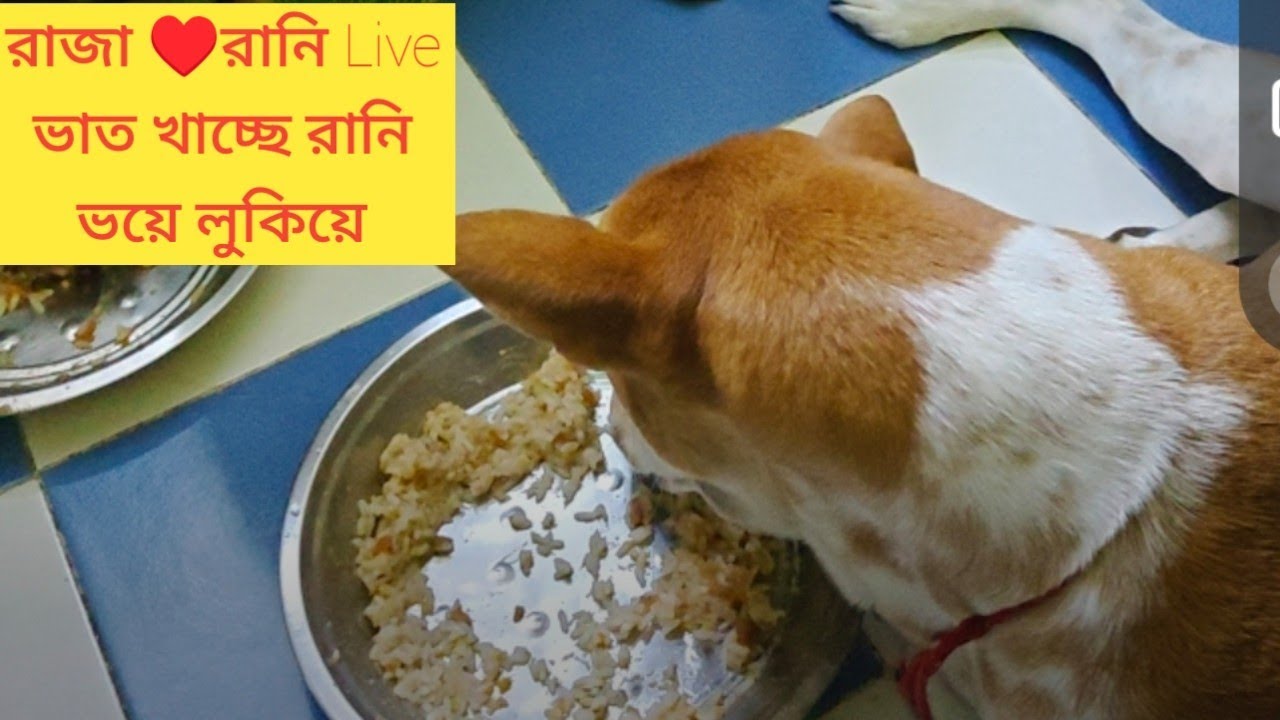 Raja Rani Funny Cute Moments 😍 | Daily Life of Dog Couple | Pet Shorts #shorts  #RajaRani