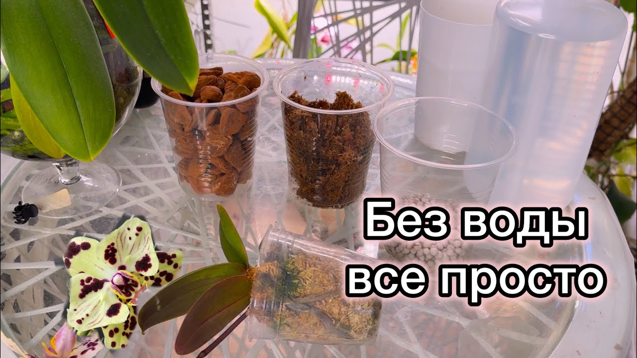 БЕЗ СТРЕССА правильная пересадка Азиатской цветущей орхидеи