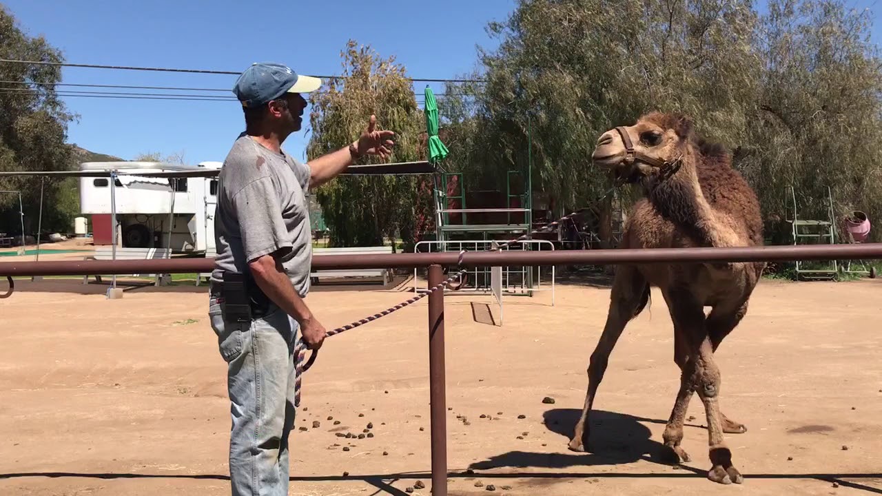 Camel Training The Easy Way: First tie out session