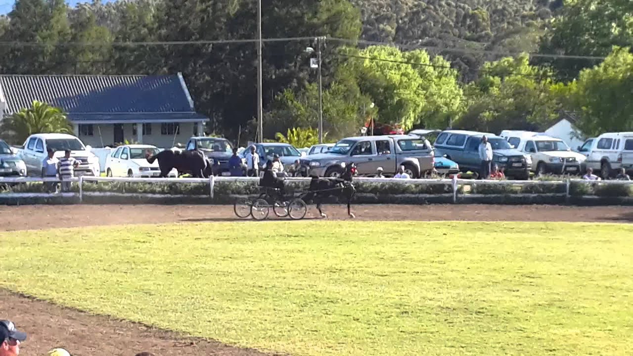 SA Hackney Pony Grand championship(7)